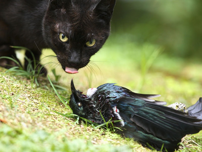 Photo by Rob Suisted. Naturespic.com (29600) A black cat next to a dead tūī.