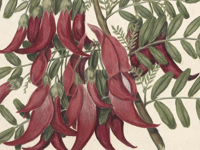 Sarah Featon, Kowhai-ngutu-kaka. Clianthus puniceus, about 1885, New Zealand. Te Papa (1992-0035-2277/71)