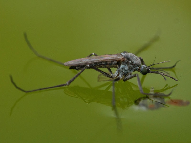 Saltpool Mosquito Opifex fuscus, 2019. Photo by linleye via iNaturalist NZ. CC BY-NC 4.0 Mosquito on water