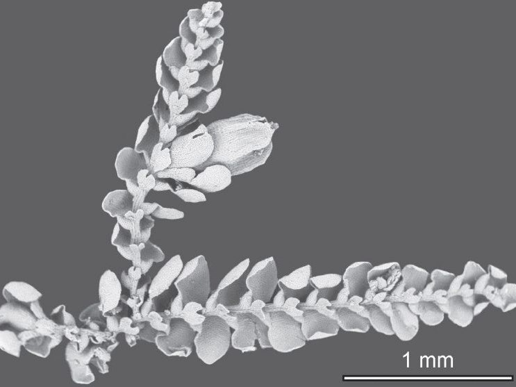A scanning electron microscope image of Cheilolejeunea rodneyi. Image by David Glenny. cheilolejeunea_rodneyi-790x557.jpg