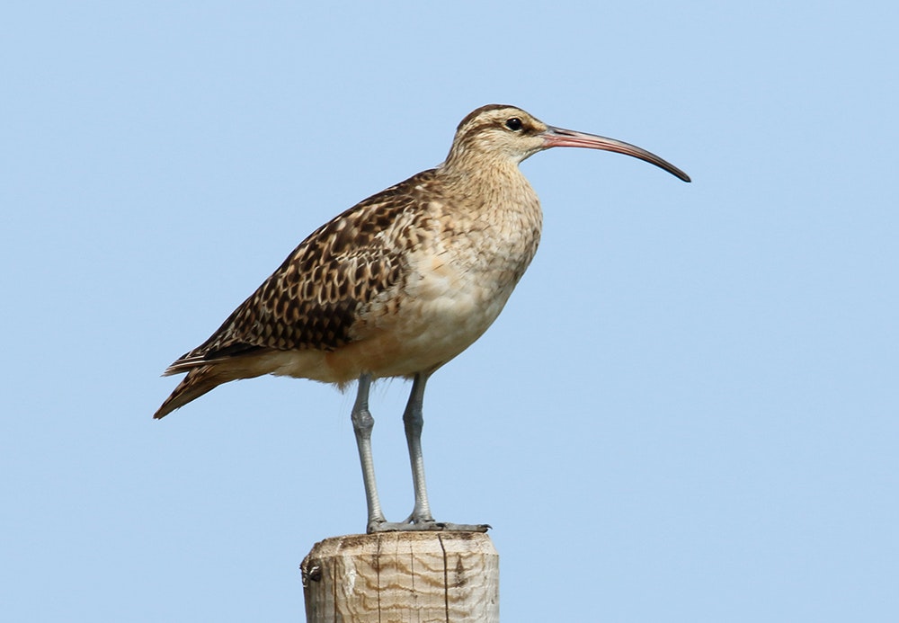 Bird with a long beak and blue sky in the background