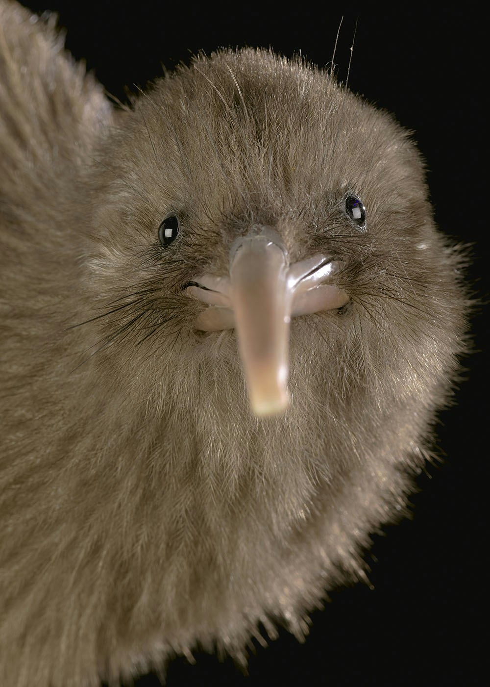 Head and beak of a taxidermied bird facing the camera