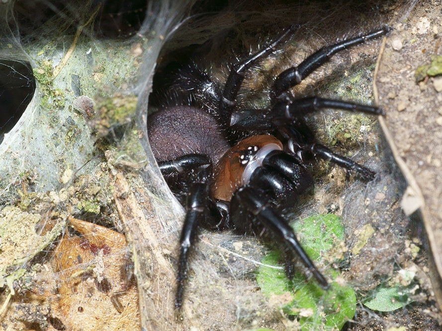 Porrhothele antipodiana, Korokoro, Lower Hutt, 2019. Photo by iNaturalist user @schneehagen. CC BY-NC 4.0 black-tunnelweb-1000.jpg