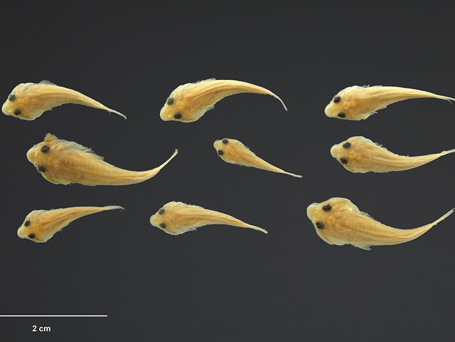 Striped clingfish, Trachelochismus melobesia Phillipps, 1927, collected Makara, New Zealand. CC BY-NC-ND 4.0. Te Papa (P.000335) Nine yellow fish with black eyes on a dark background