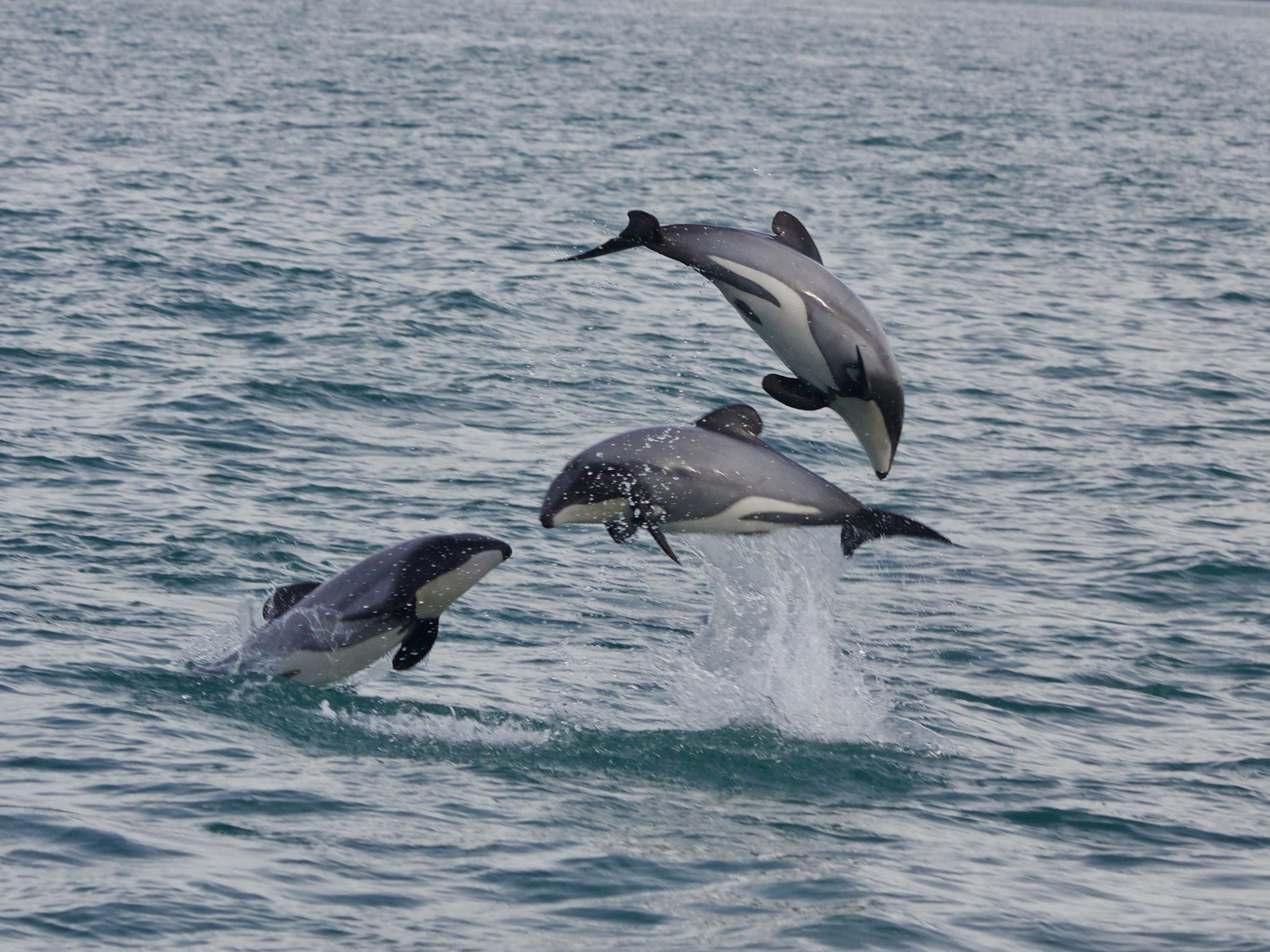 Hector's dolphins, Cloudy Bay, 2012. Photo by Anjanette Baker/Oregon State University and University of Auckland, via Wikimedia. CC BY 4.0 Three dolphins playing in the sea