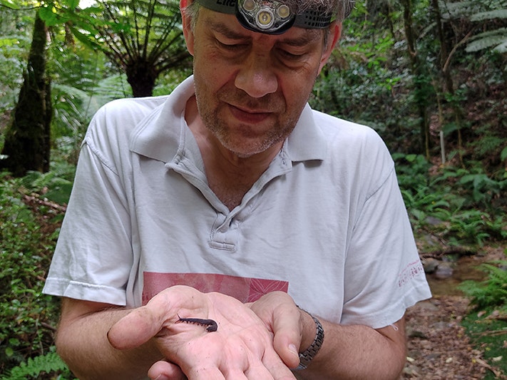 Curator Invertebrates Dr Phil Sirvid. Te Papa A close-up view of a man holding a small worm in his hands. He has a torch strapped to his forehead.