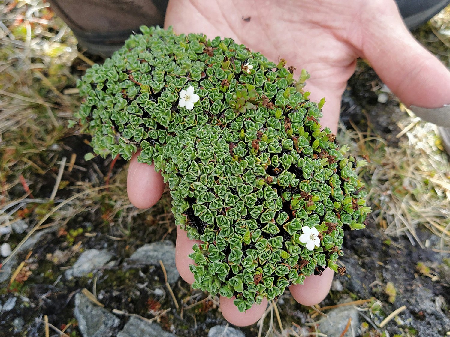 Myosotis glabrescens. Photo by Heidi Meudt. Te Papa A hand holding a shrub the shape of Africa
