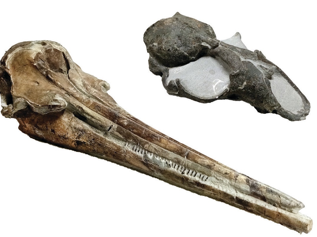 Skull fossils of a dolphin and a seal from New Zealand skull fossils of dolphin and a seal
