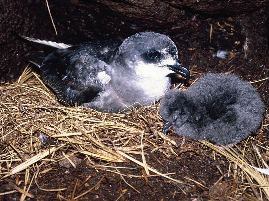 Mottled petrel (Pterodroma inexpectata) and chick. Photo by Alan Tennyson A grey and white bird with a grey fluffy chick in a nest