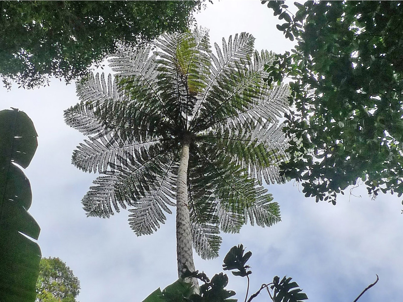 Cyathea intermedia, New Caledonia. Photo by Leon Perrie. Te Papa The underside of a mamaku or palm tree with blue sky above it.