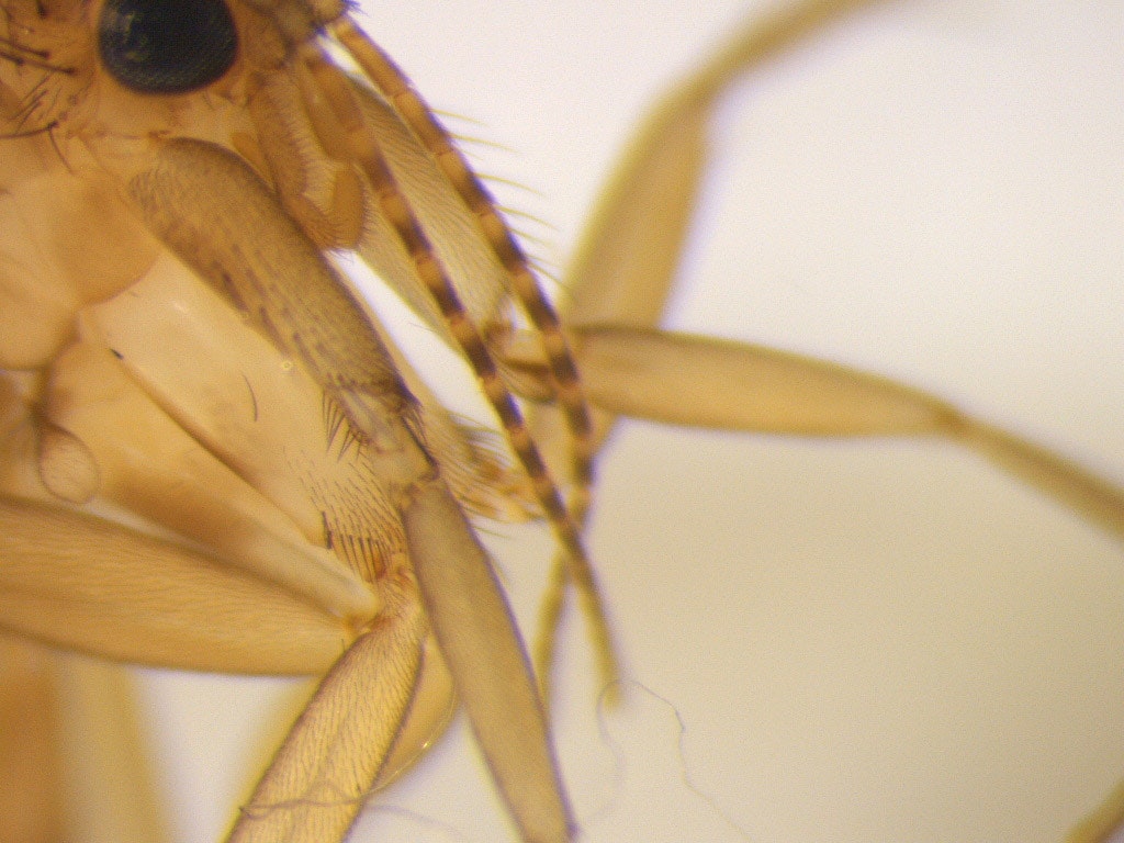 Mycetophila fagi. Macro image of a gnat's legs and antennae
