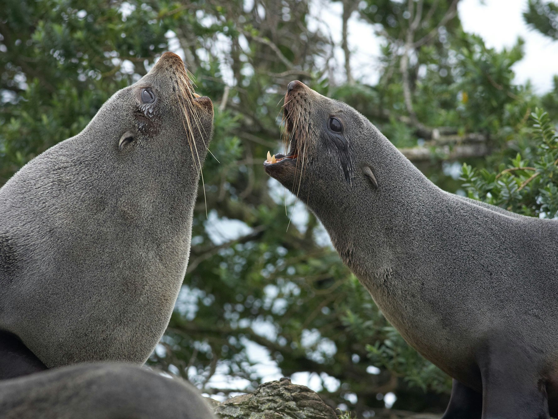 New Zealand fur seals (Kekeno), Taumaka, Open Bay Islands, 2018. Photo by Jean-Claude Stahl. Te Papa Two seals facing yelling at each other
