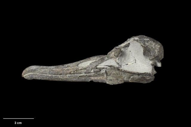 An albatross fossil skull on a black background
