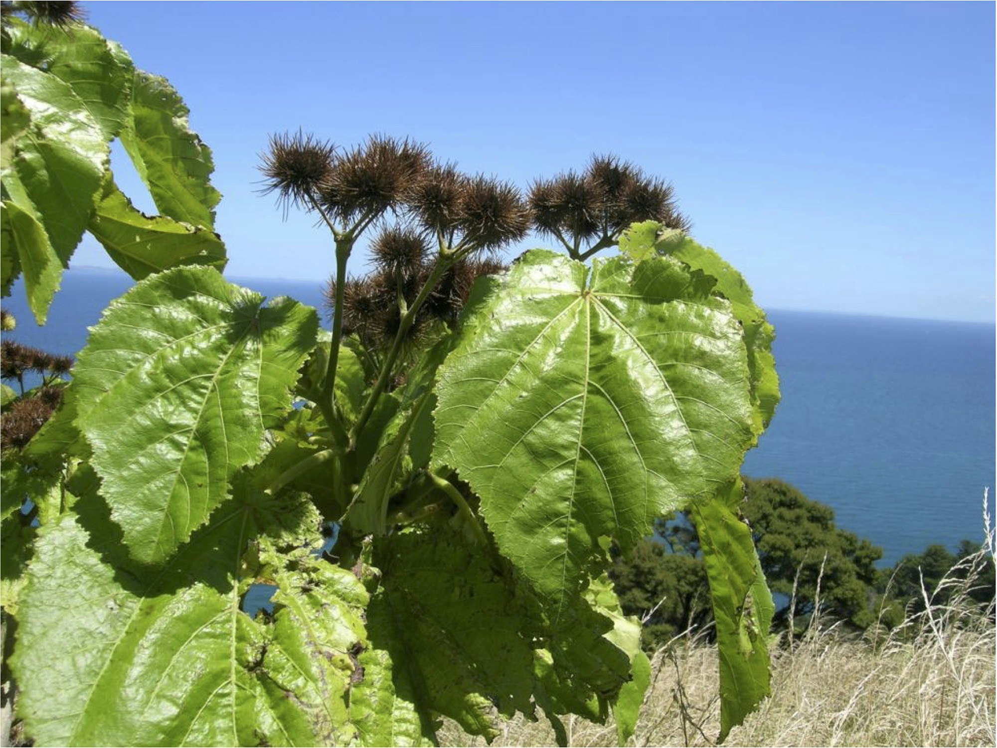 A photo of a plant with large green leaves and spiky fronds with the sea and sky in the background