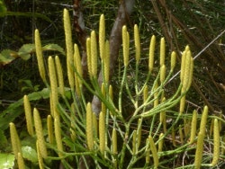 Lycopodium deuterodensum. Photo by Leon Perrie A plant with tall and pointy pale green fronds