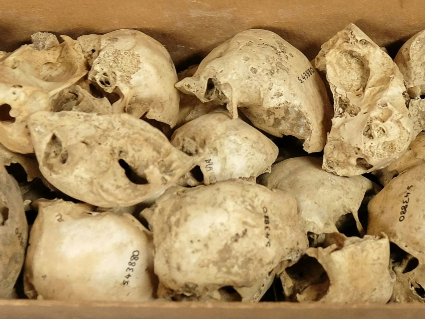 Martinborough cave fossil specimens. Photo by Rachael Hockridge. Te Papa (138907) A box of small bones