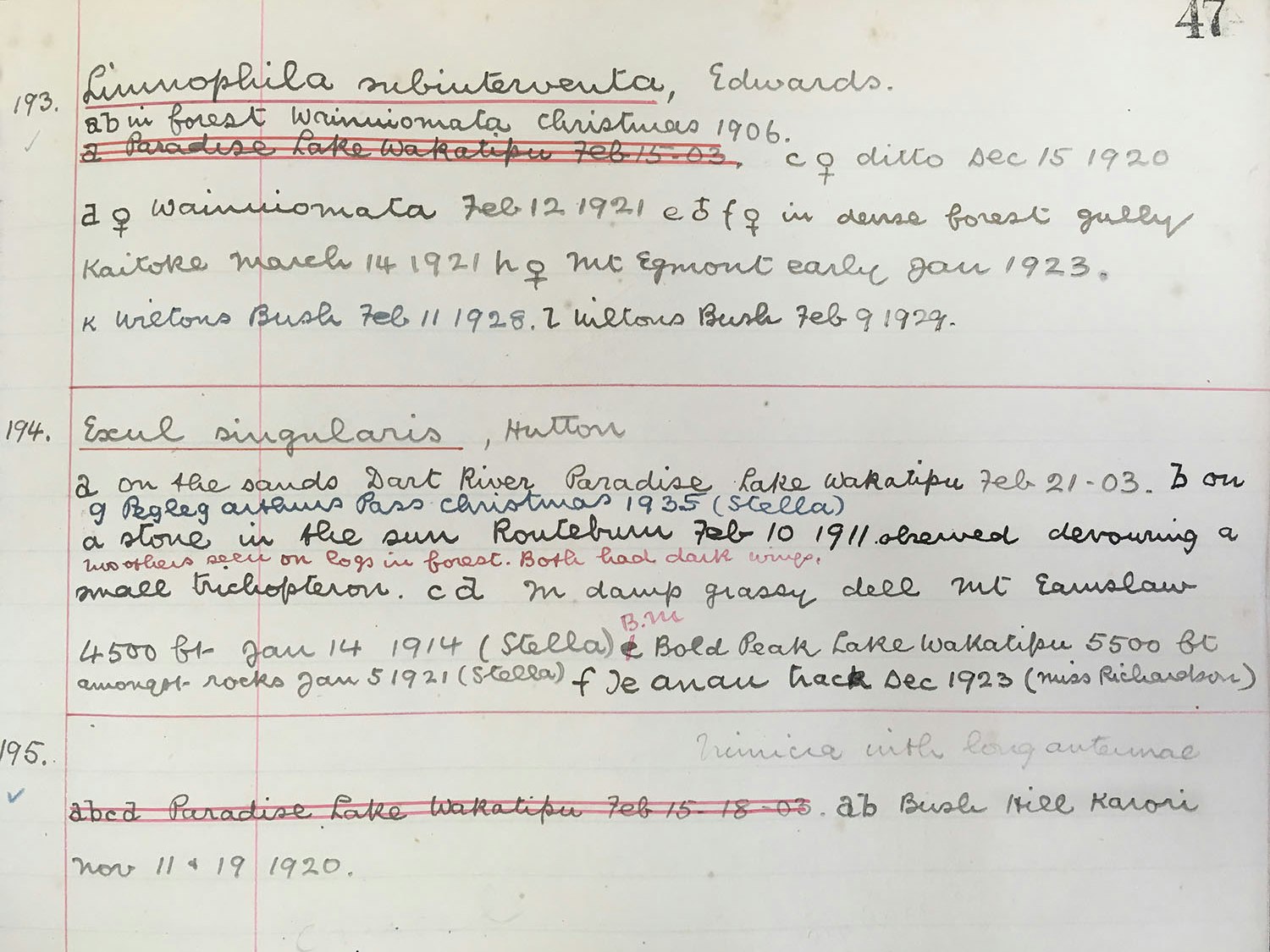 Example page of notes on Diptera (flies). Photo by Julia Kasper. Te Papa A photocopied page of handwriting in red and black ink