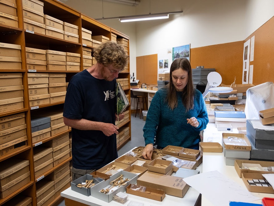 Alan and Laura identifying bones, 2020. Photo by Rachael Hockridge. Te Papa A man and a woman stand over a table of bones in boxes