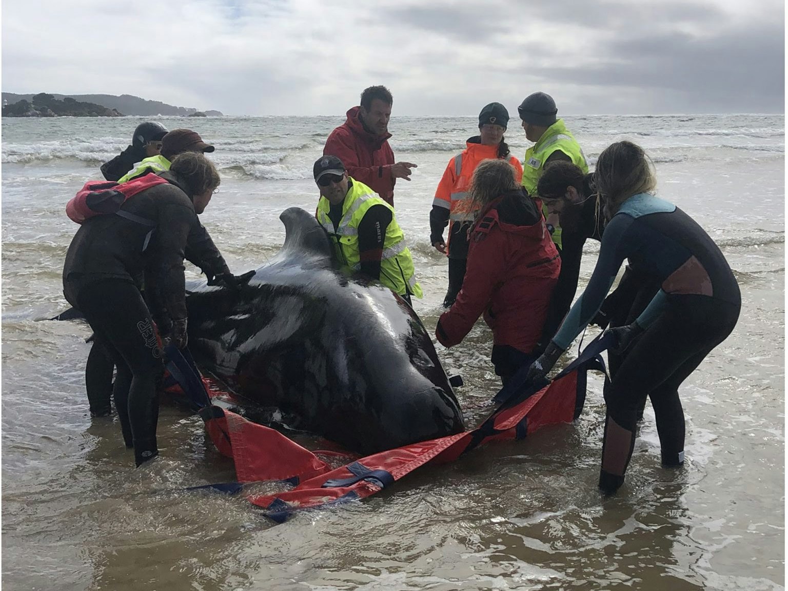 Rescuers using special equipment to safely move these heavy animals without injuring them. Photo courtesy of Tasmania Police People surrounding a stranded pilot whale on a red tarpaulin