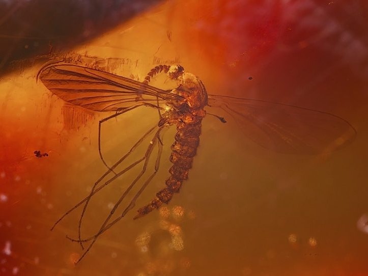 Early Miocene mosquito from the Dominican Republic. Photo by Didier Desouens via Wikicmedia Commons A photograph of a mosquito in amber