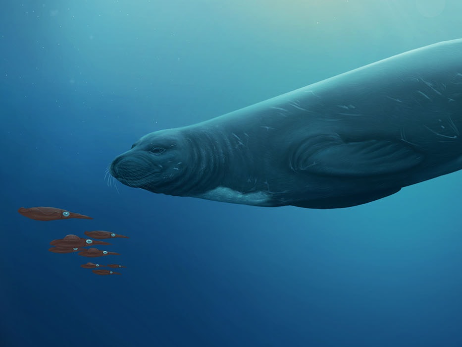 New fossil seal species rewrites history Artist’s impression of Eomonachus belegaerensis