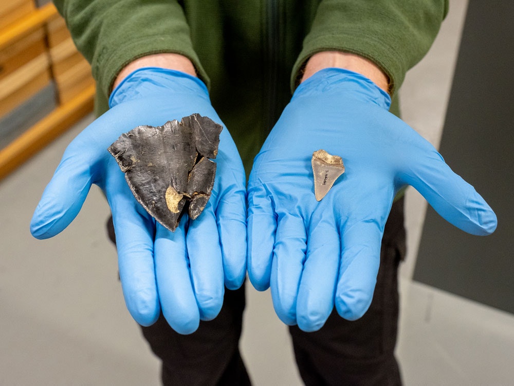 Megalodon tooth from Hawke’s Bay, left, and a great white shark tooth, right, 2018. Photo by Rachael Hockridge. Te Papa megalodon-tepapa-1000x750.jpg