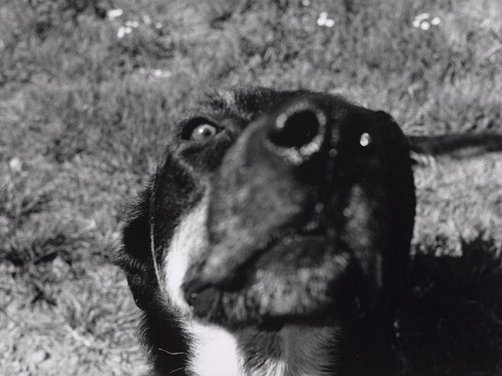 Peter Black, Moving Pictures. Waihau Bay, 1985, gelatin silver print. Gift of the photographer, 2007. Te Papa (O.030881) Black and white photo of a dog extremely close to the camera lens, with its nose front and centre