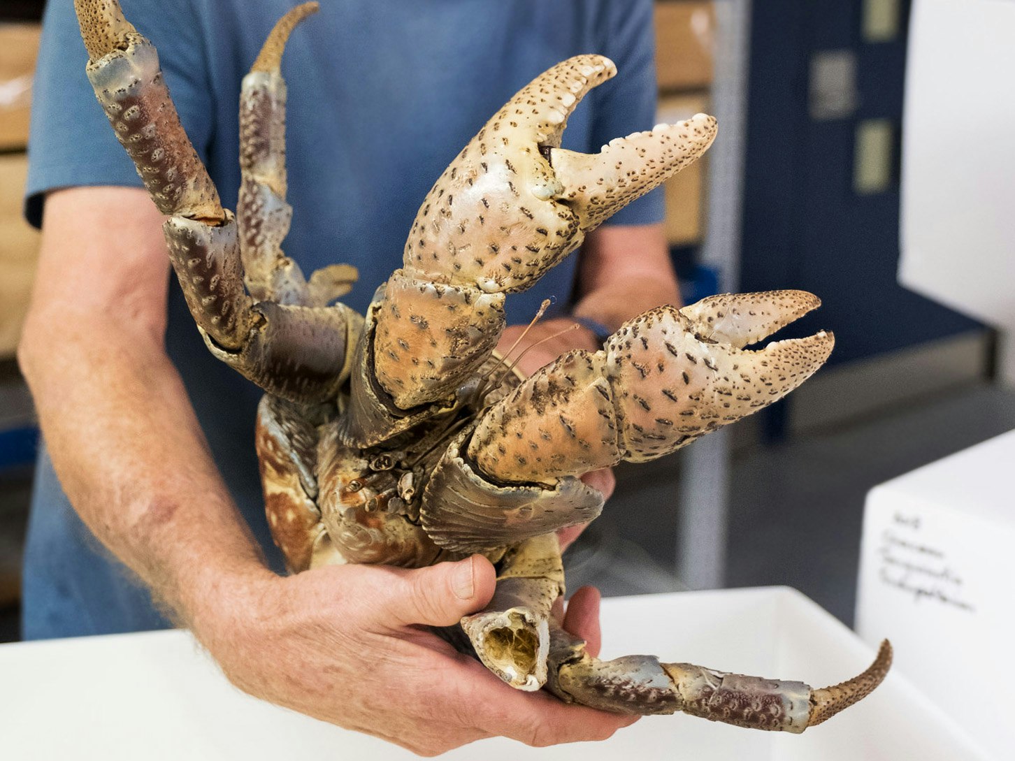 Curator Invertebrates Rick Webber with a coconut crab, 2018. Photo by Rachael Hockridge. Te Papa A large crab being held by someone in a blue t-shirt