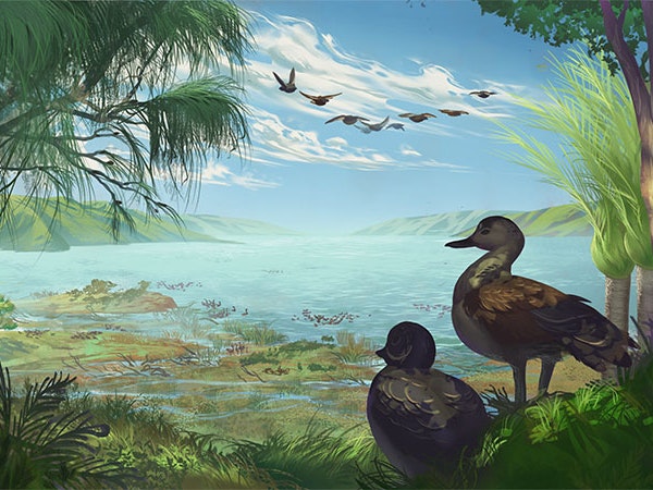 St Bathans miotadorna, 2022. Illustration by and courtesy of Simone Giovanardi Illustration depicting two ducks on a shoreline, with a group of ducks flying above