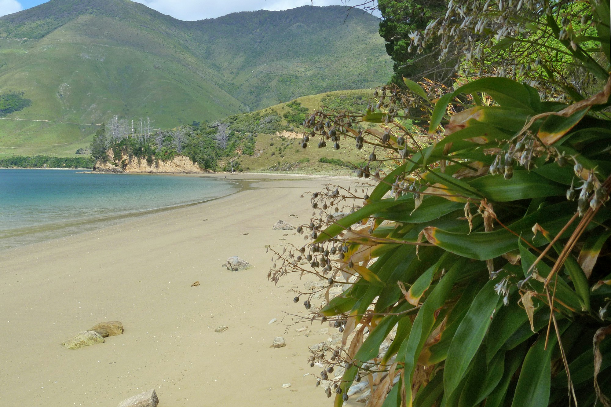 A beach with a flowering plant in the foreground