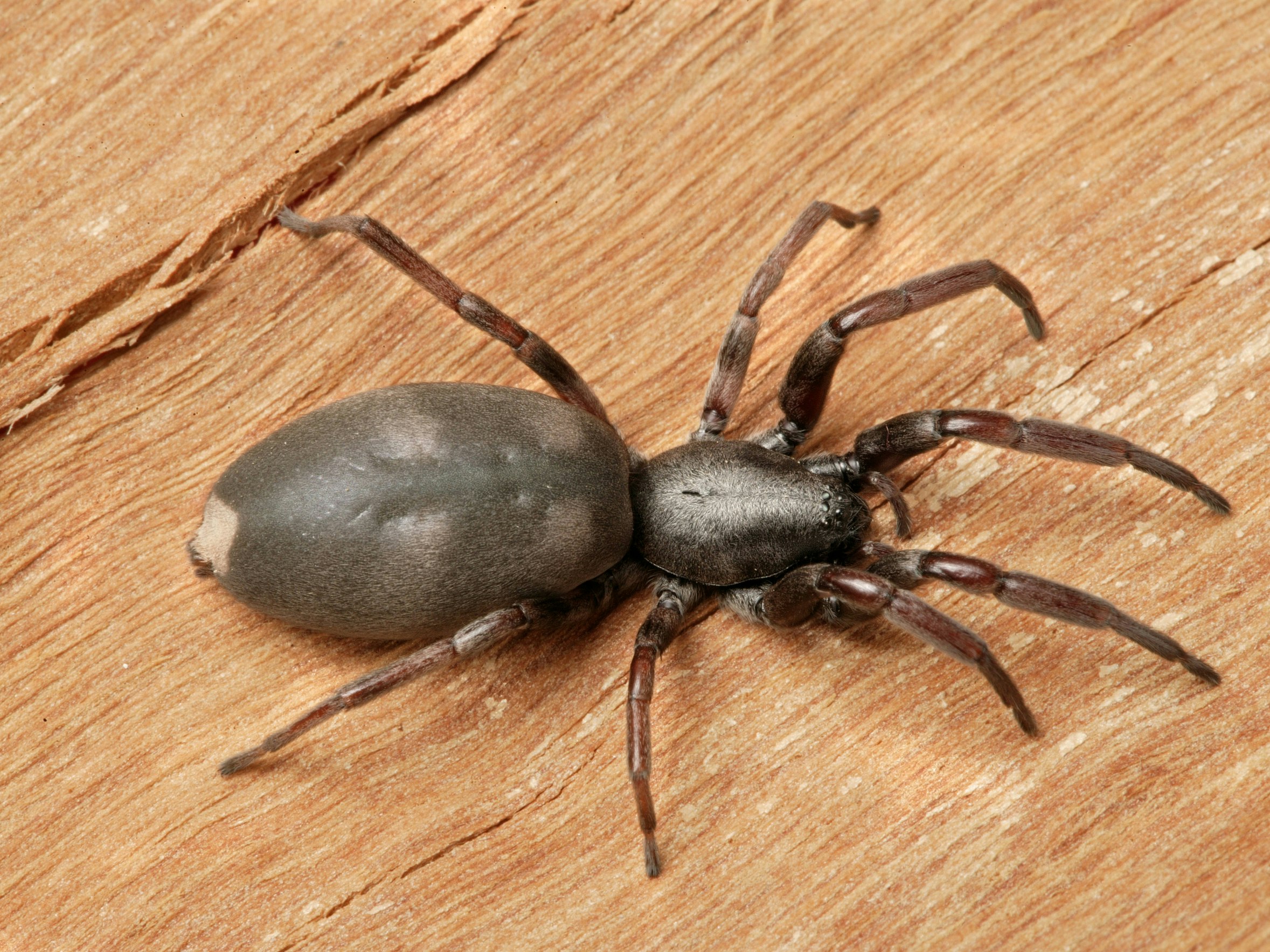 White-tailed spider, 2004. CSIRO. Photo by David McClenaghan via Wikimedia Commons. CC BY-SA Gen 3.0 A spider with a large body and a white spot on its tail sitting on a piece of wood