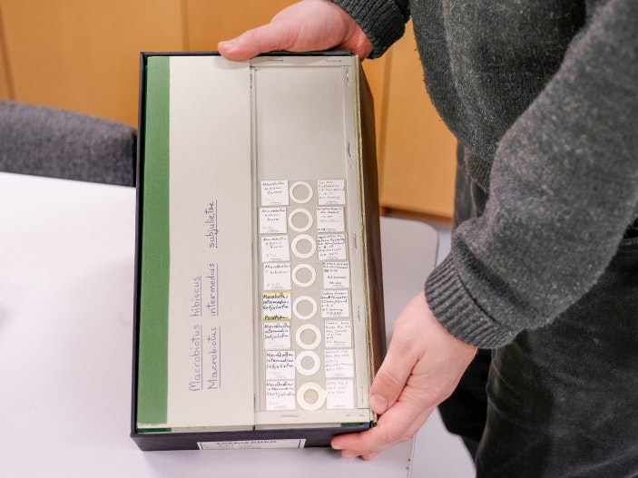 Phil Sirvid holds slides containing the tiny water bears, 2017. Photograph by Rachael Hockridge. Te Papa Phil Sirvid holds slides containing the tiny water bears