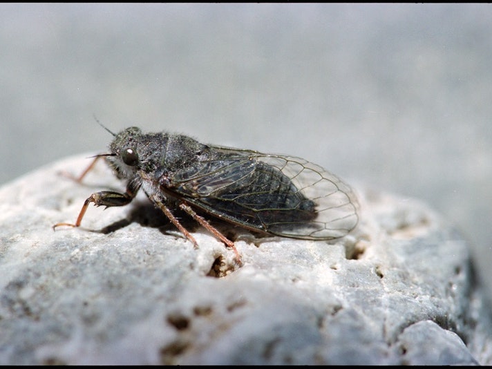 Hamilton’s cicada | Maoricicada hamiltoni. Photo by Melvin Esson Cicada sitting on a branch.