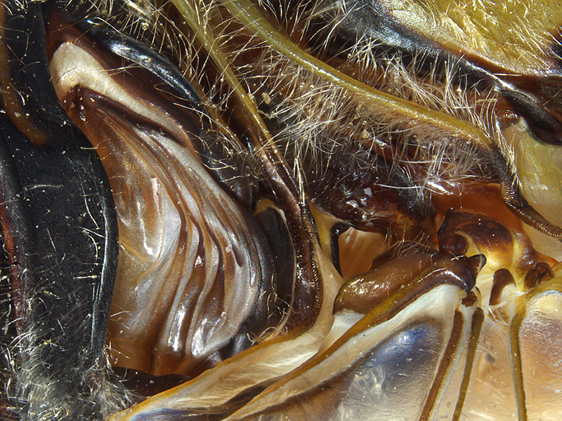 Close-up of the right tymbal, the organ responsible for sound production – it vibrates these to produce its song. Photo by Jean-Claude Stahl. Te Papa close-up of a part of a cicada