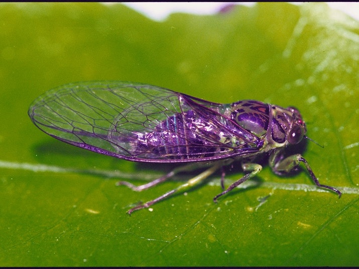 Lesser bronze cicada | Kikihia scutellaris. Photo by Melvin Esson A cicada sitting on a branch.