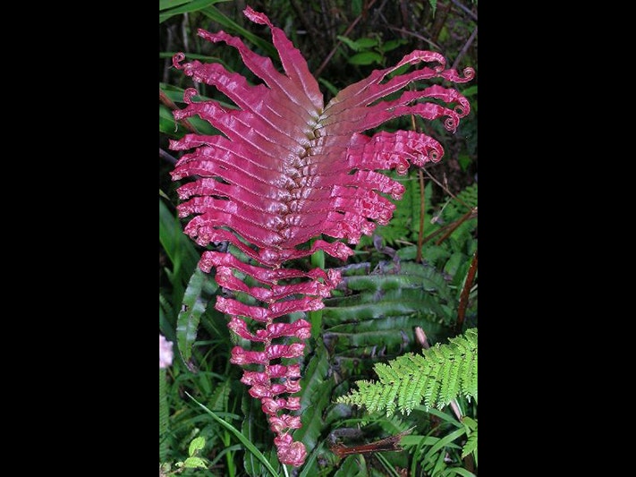A young frond of Blechnum milnei, a Fijian endemic that is closely related to New Zealand’s kiokio, Blechnum novae-zelandiae. Photo Leon Perrie, Te Papa. A bright pink fern frond with a green leafy background