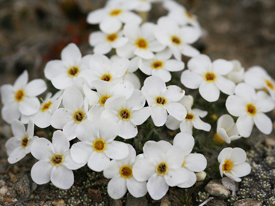 Myosotis pulvinaris Hook.f., collected 9 December 2014, Old Man Range, near Symes Road., New Zealand. Field Collection 2014-2015. CC BY 4.0. Te Papa (SP103809) A patch of white flowers each with five petals