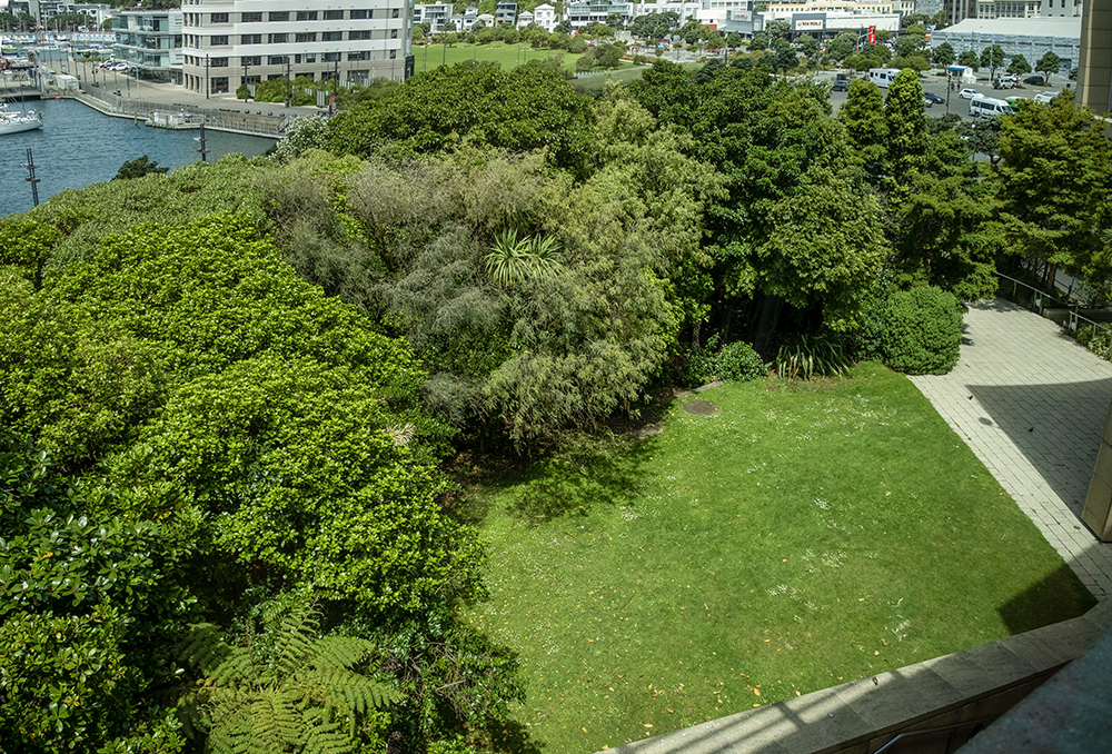 A top-down view of a group of trees with a green lawn in front of it. There is a city view in the background.