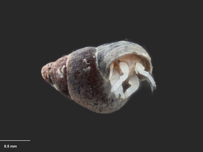 Tanaid macrolabrum. Te Papa (CR023162) A closeup of an very small crustacean with a black background. It looks a bit like a walrus with two tusks.
