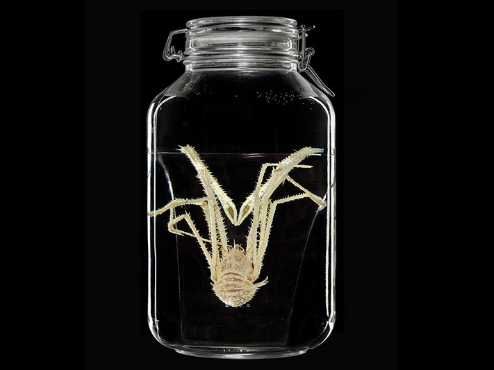 Gastroptychus rogeri Baba, 2000, collected 22 July 1962, NE of Great Barrier Island, area of Moa Seamount, New Zealand. CC BY 4.0. Te Papa (CR.019843) A pale white lobster folded up in a jar of liquiid. It is in front of a dark background.