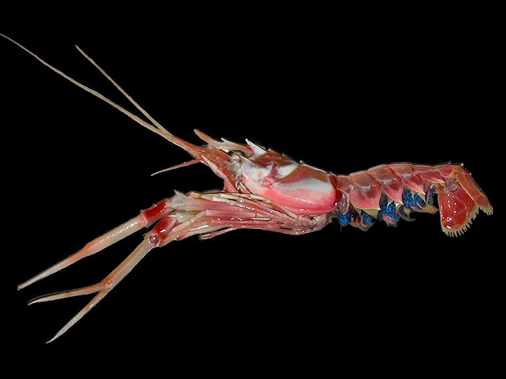 Female scampi with eggs, 2019. Photo by Karen Middlemiss, courtesy of Cawthron Institute A lobster with blue eggs along its sides.