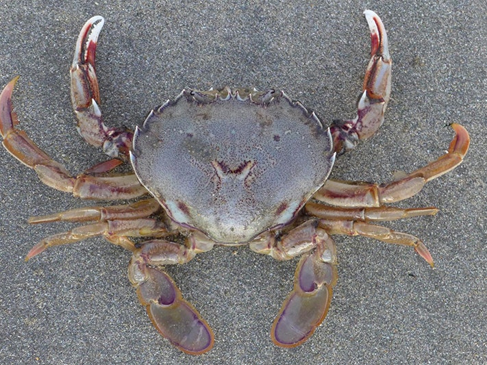 The paddle crab (Ovalipes catharus) of New Zealand. Photo by Rick Webber A close up of a crab on a beach.