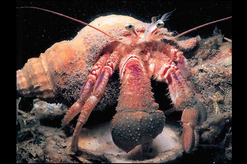 A close up of a hermit crab under water.
