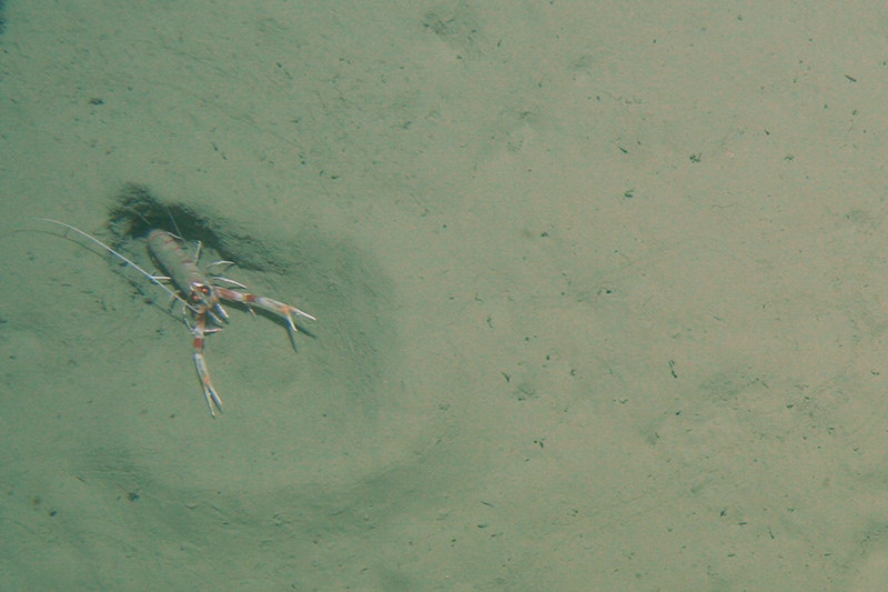 A lobster is sitting on the sandy sea floor.