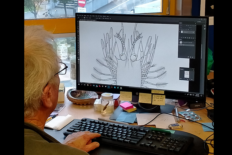 A man is working on a computer. There is a black and white drawing of a crustacean on the screen.