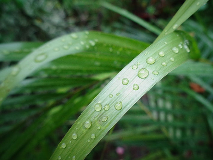 Photo by Pratiksha Sahu / Unsplash Close up of plant leaf with rain droplets on them