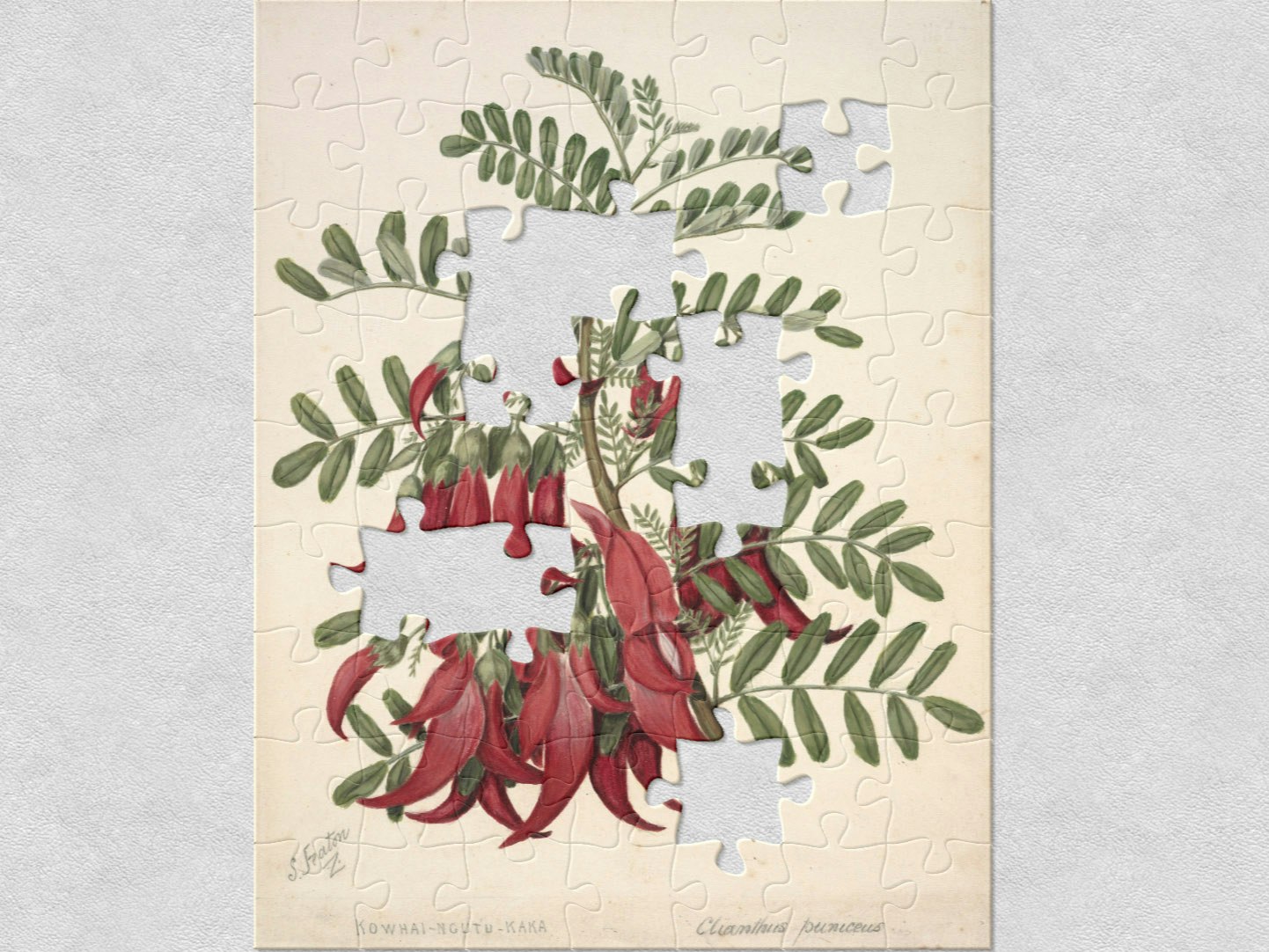 Kowhai-ngutu-kaka, Clianthus puniceus, circa 1885, New Zealand, by Sarah Featon. Purchased 1919. Te Papa (1992-0035-2277/71) red flowers and green leaves painted on yellow paper