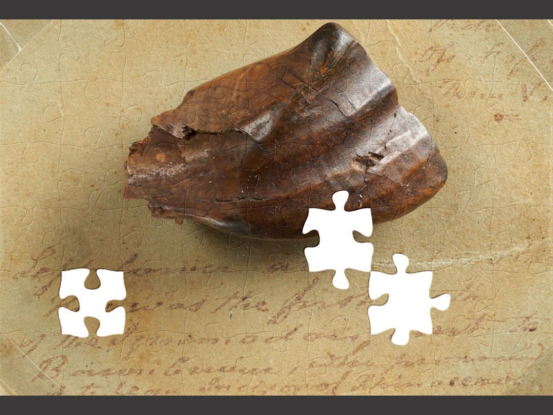 Fossil Iguanodon Tooth, about 132-137 million years ago, Cuckfield. Gift of the Mantell Family, 1930. CC BY-NC-ND 4.0. Te Papa (GH004839) Large tooth making up a jigsaw puzzle, some pieces missing