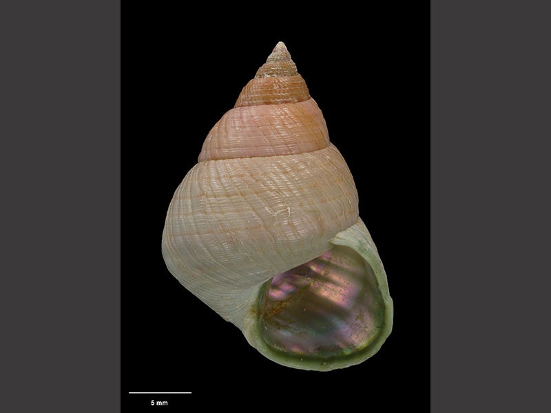 Marine snail, Micrelenchus burchorum (B. Marshall, 1998), collected May 1988, South East Bay, Great Island, New Zealand. CC BY-NC-ND 4.0. Te Papa (M.127017) Photograph of a conical-shaped snail shell, of peach colouring