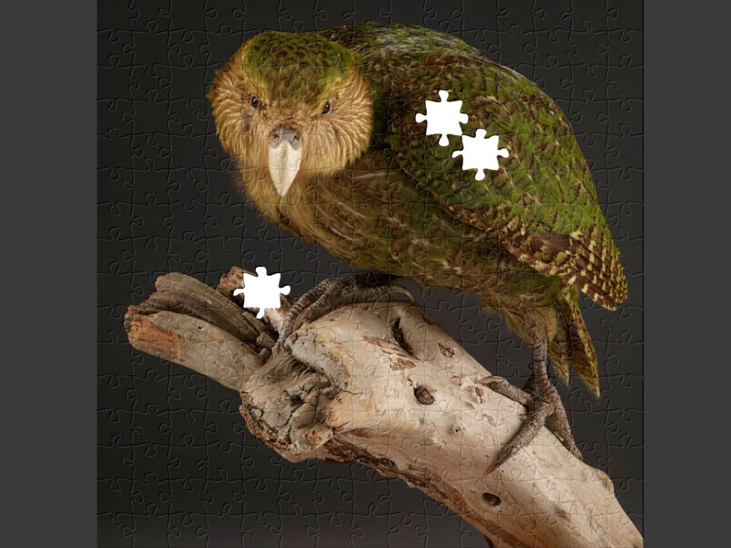 Kākāpō, Strigops habroptilus, collected June 1992, Codfish Island, Foveaux Strait, New Zealand. Gift of the Department of Conservation, 1987. CC BY-NC-ND 4.0. Te Papa (OR.025736) Taxidermy kākāpō